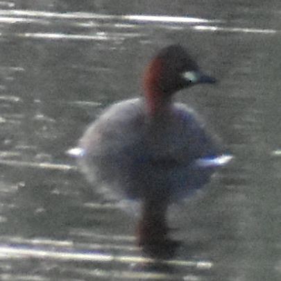 Little Grebe - ML647101188