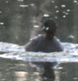 Little Grebe - ML647101189