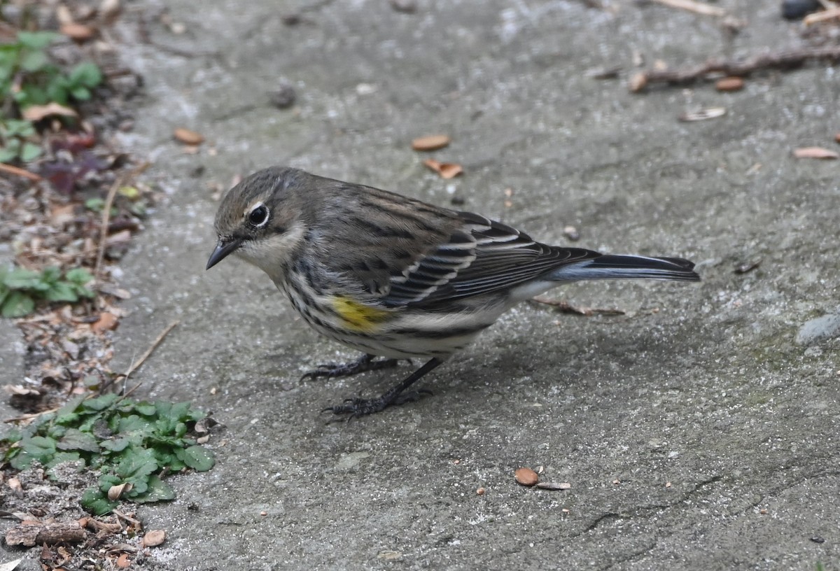Yellow-rumped Warbler - ML647101192