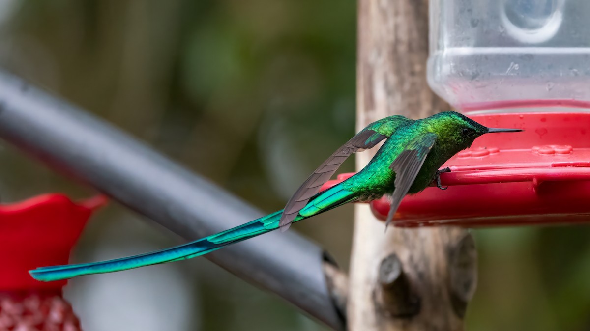 アオフタオハチドリ - ML647101194