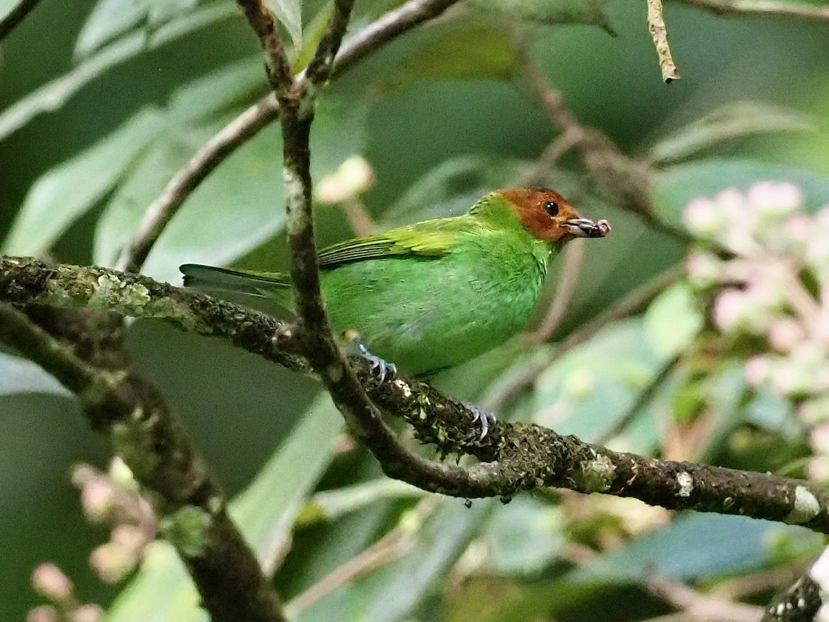 Bay-headed Tanager - ML647101195