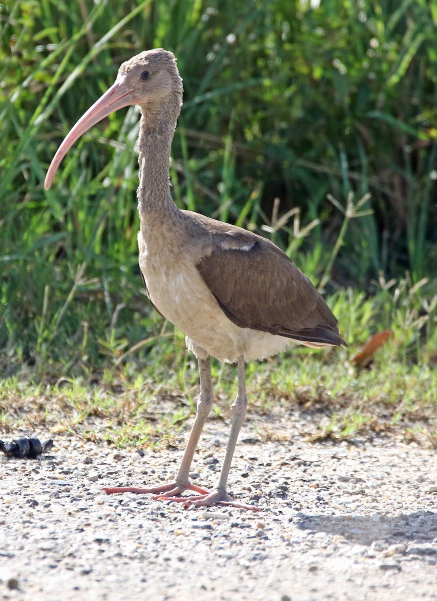 Scarlet Ibis - ML647101204