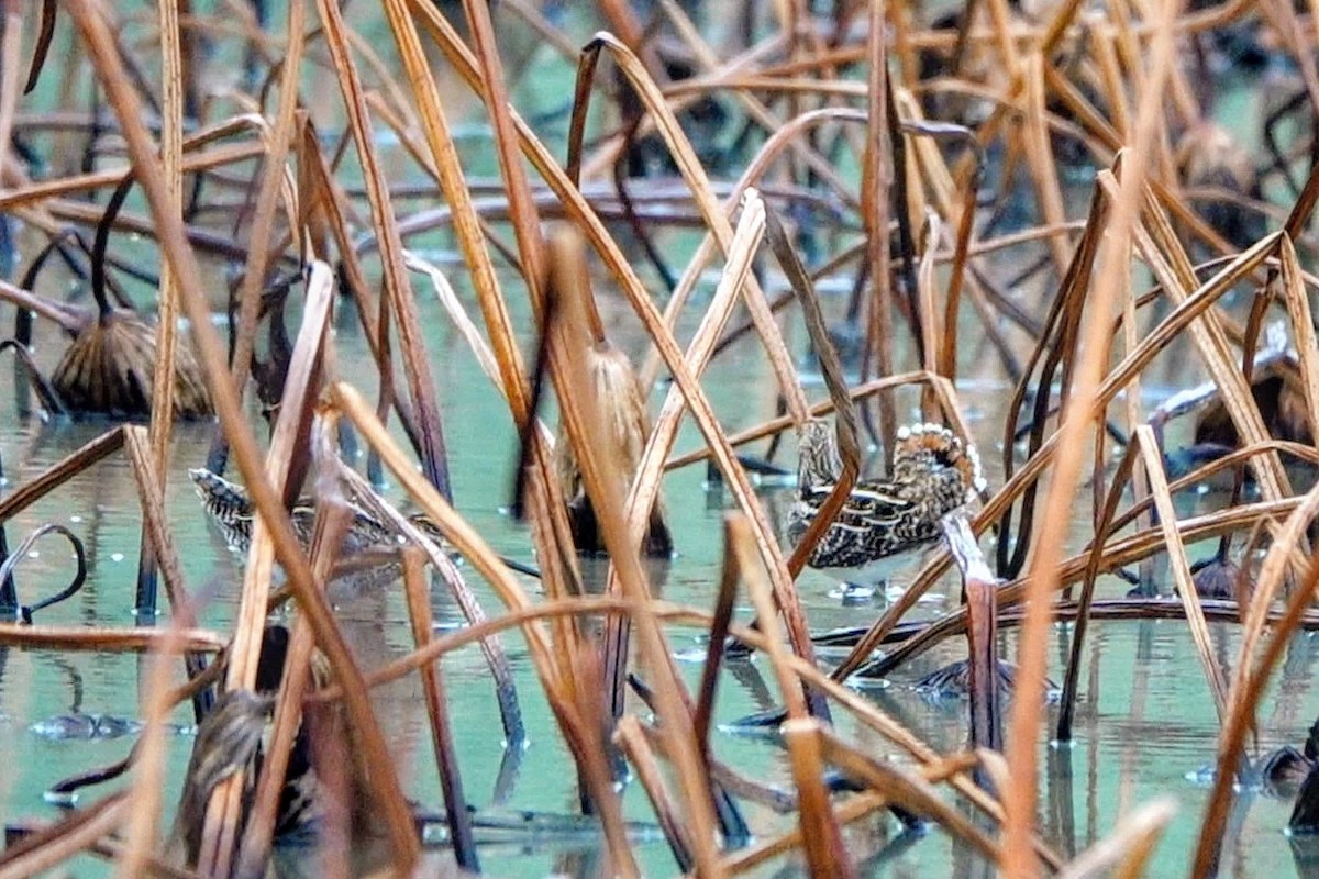 Common Snipe - ML647101207