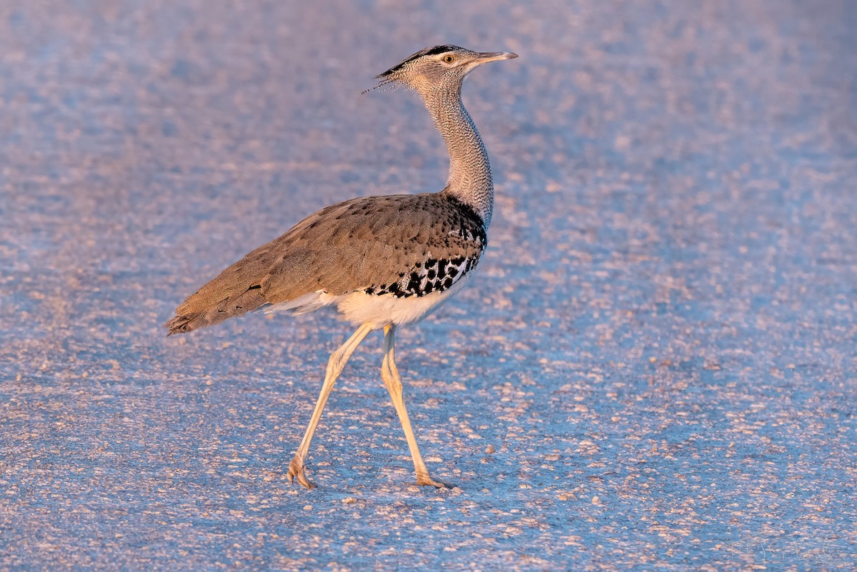 アフリカオオノガン - ML647101212