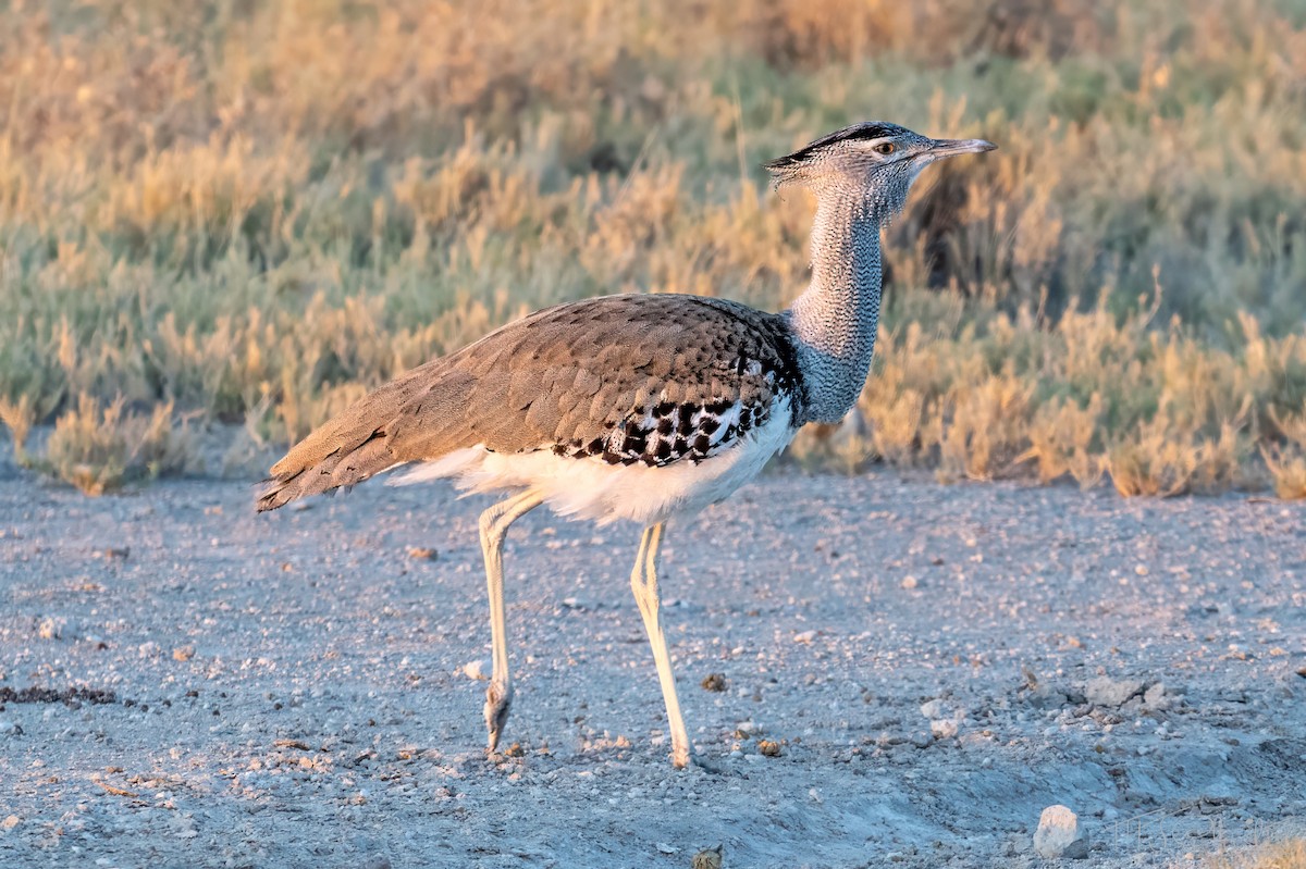 アフリカオオノガン - ML647101213