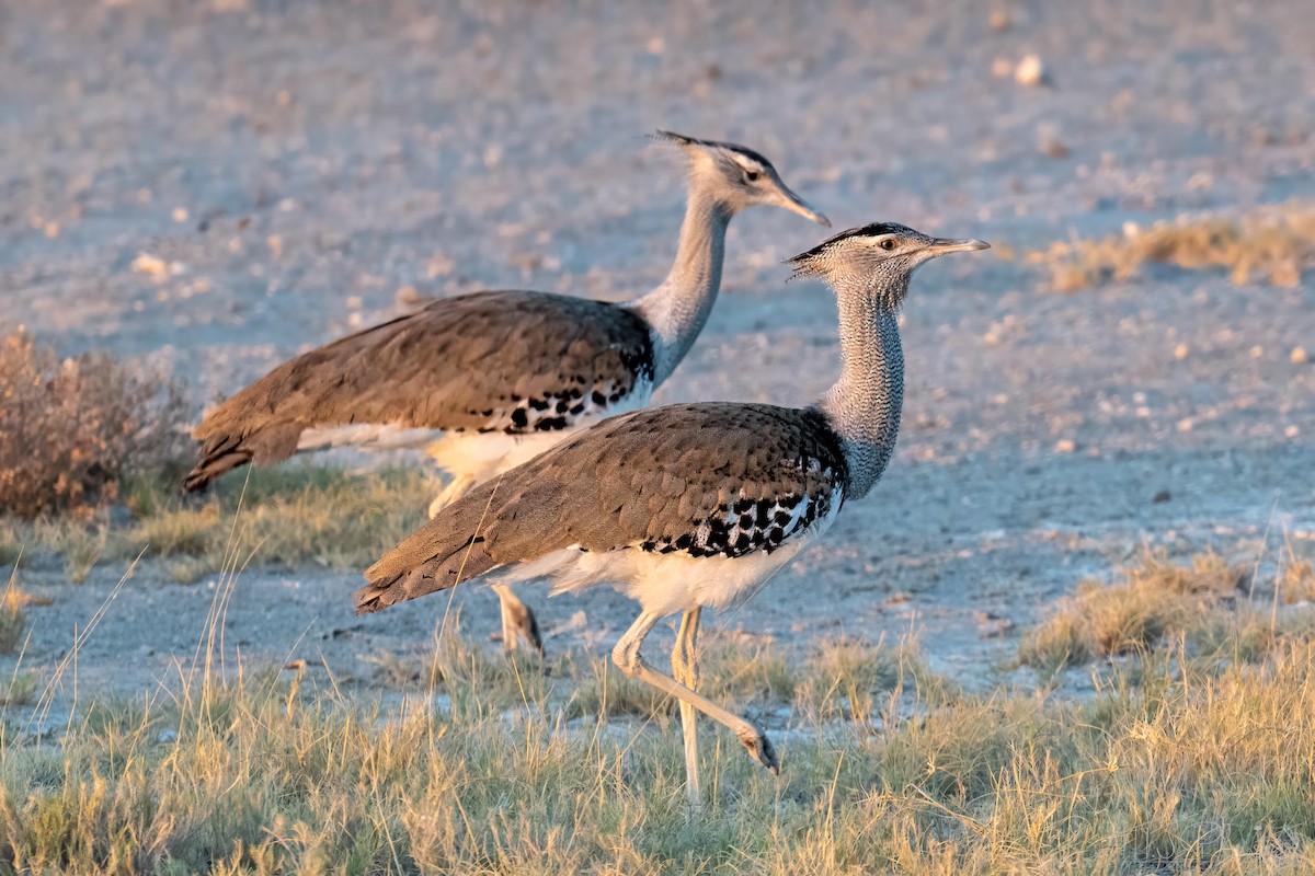 アフリカオオノガン - ML647101214