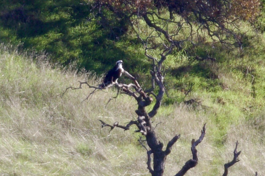 Загасч явлаг - ML647101215