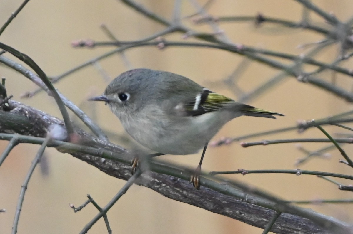 Ruby-crowned Kinglet - ML647101221