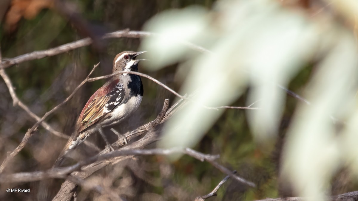 Chestnut Quail-thrush - ML647101222