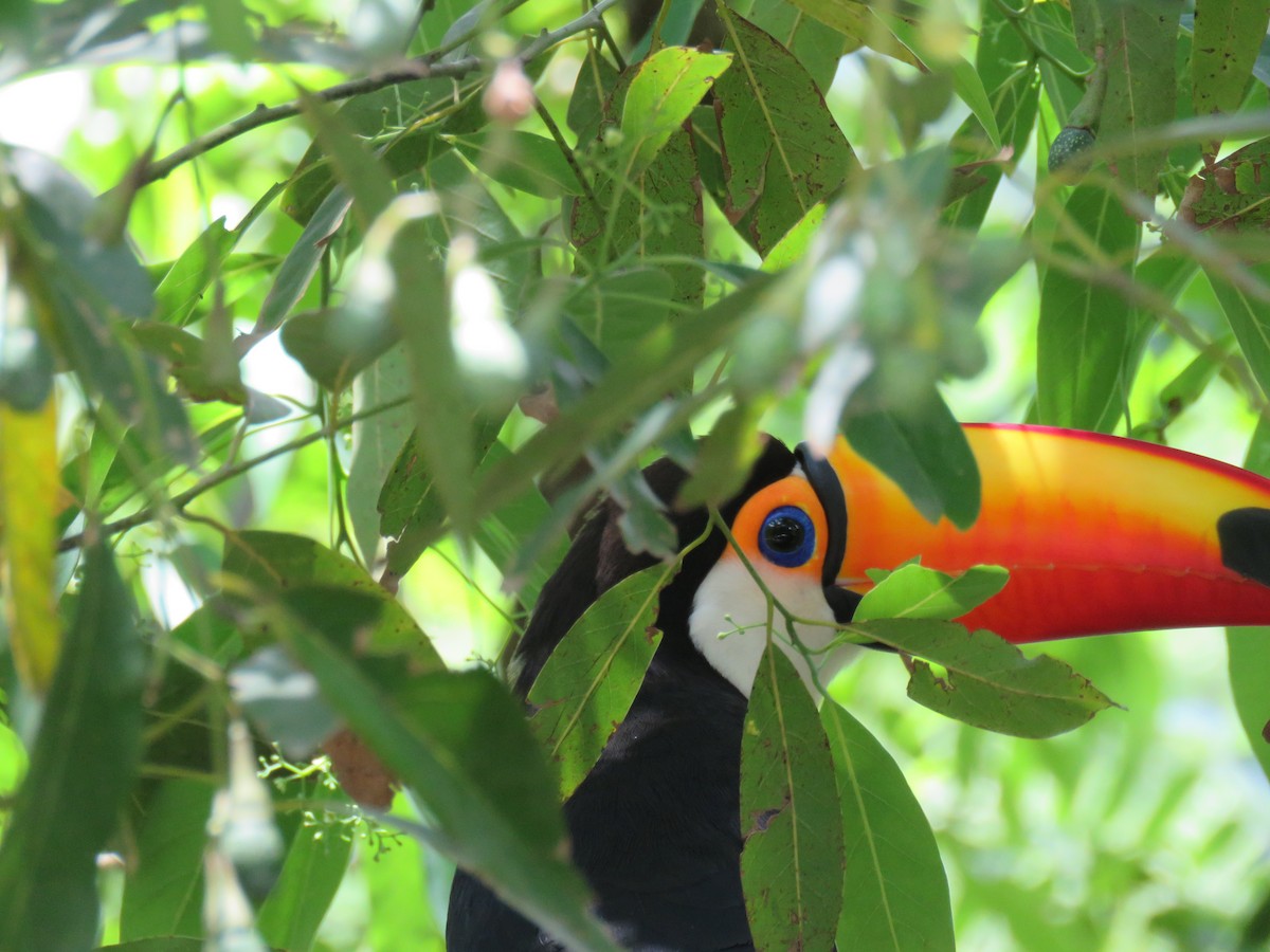 Toco Toucan - ML647101224
