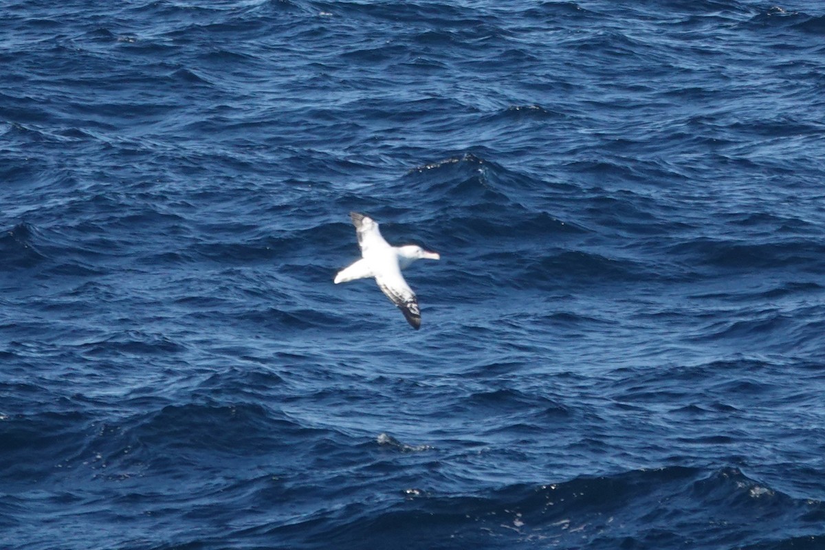 Snowy Albatross - ML647101231