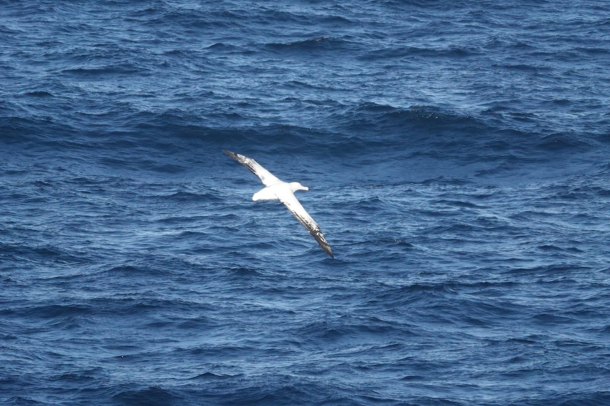 Snowy Albatross - ML647101232