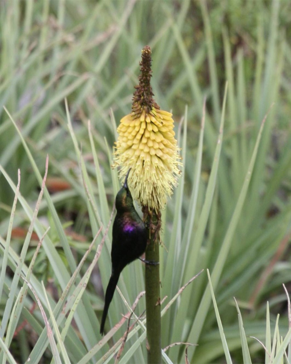 Tacazze Sunbird - ML647101234
