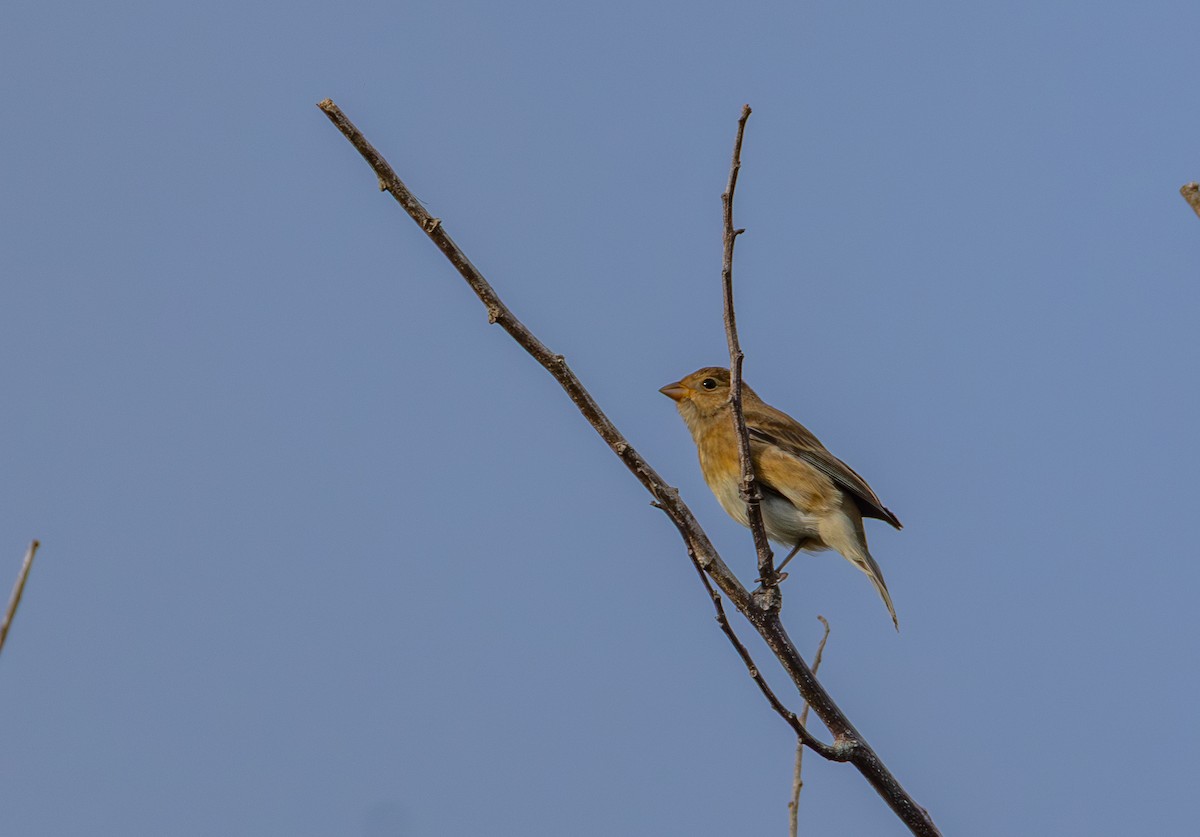 Indigo Bunting - ML647101247