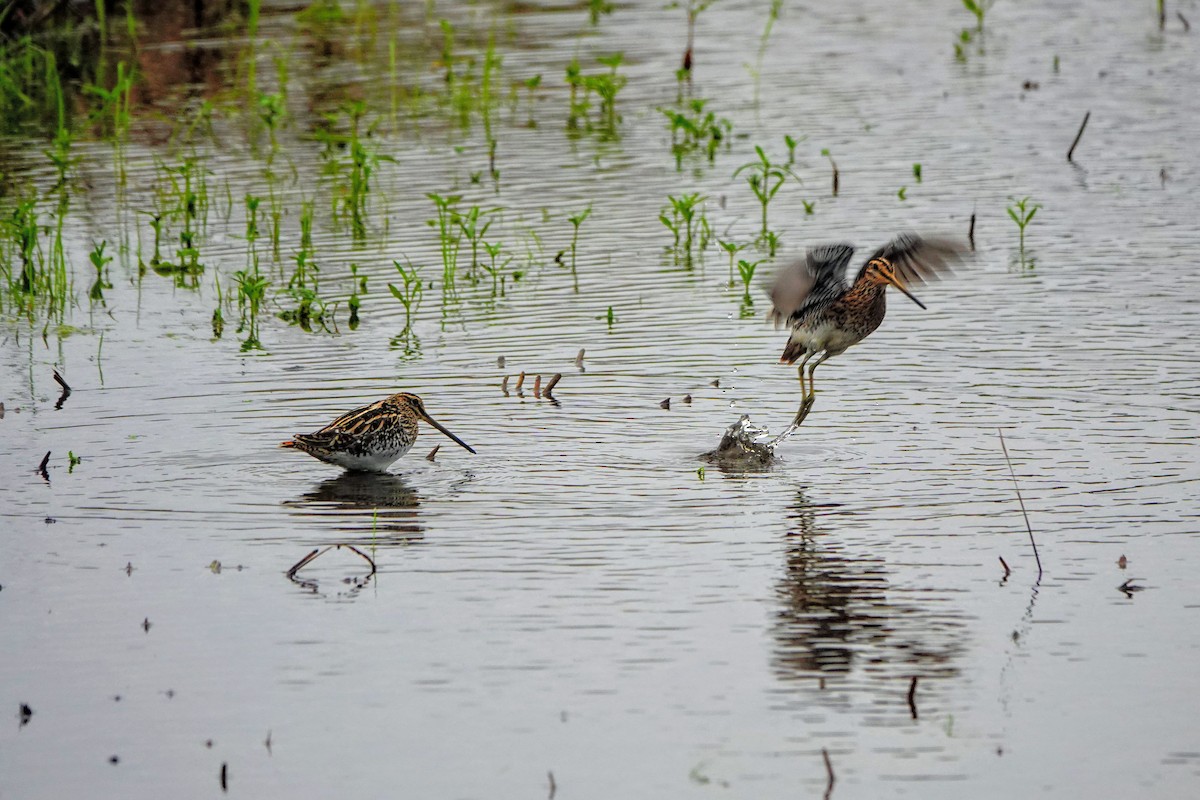 Common Snipe - ML647101249