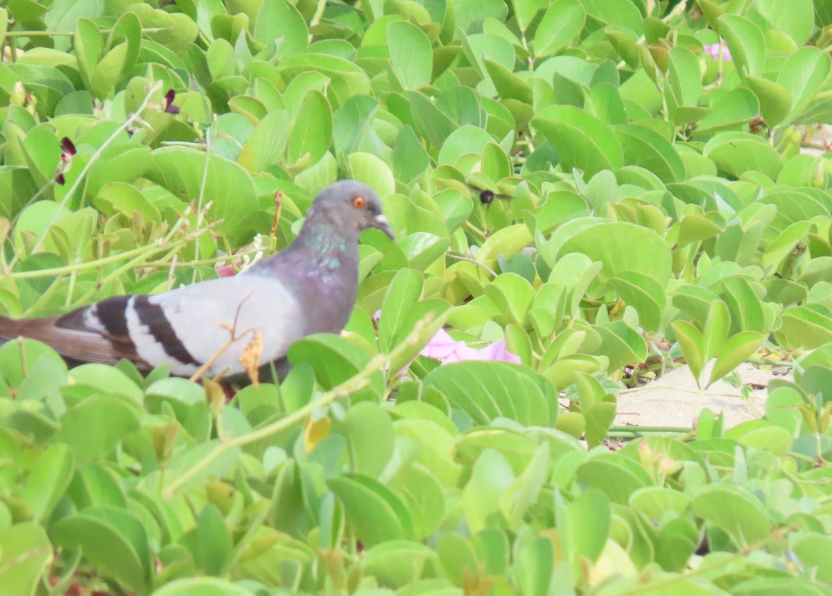 Rock Pigeon (Feral Pigeon) - ML647101252