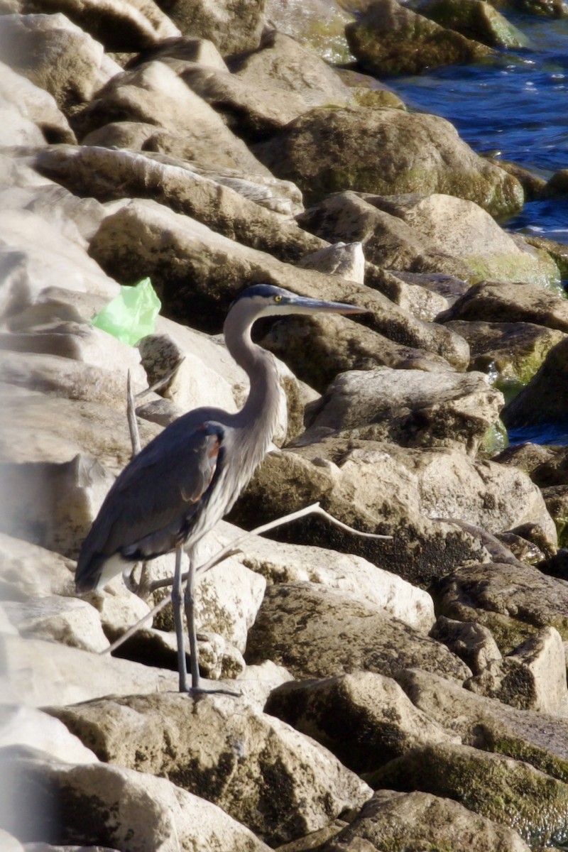 Great Blue Heron - ML647101253