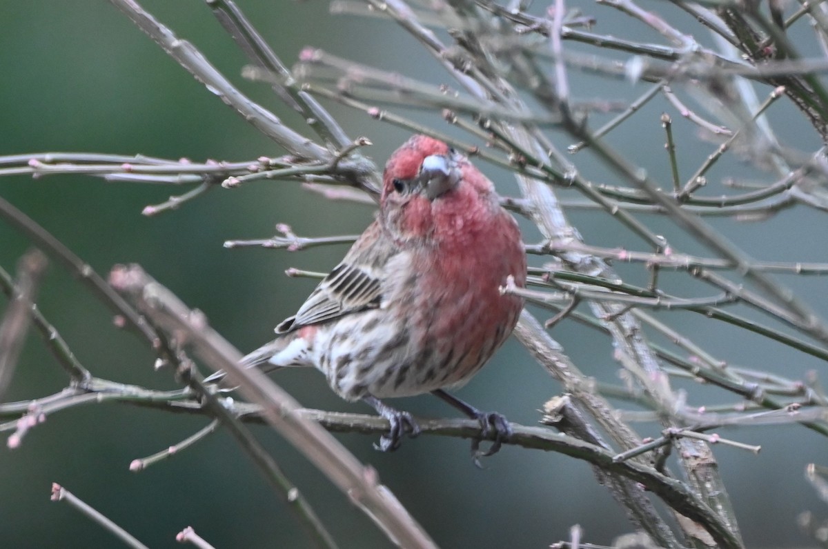 House Finch - ML647101258