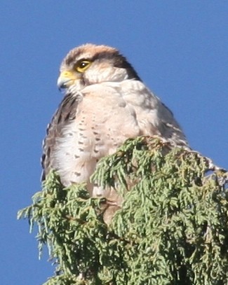 Lanner Falcon - ML647101263