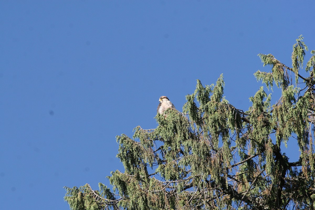 Lanner Falcon - ML647101264
