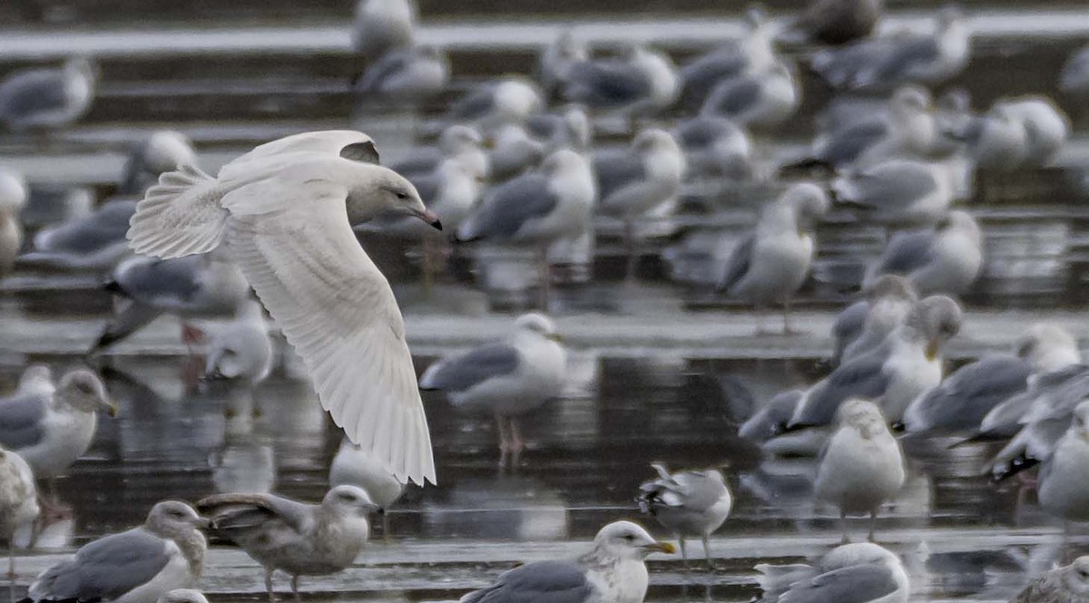 Gavión Hiperbóreo - ML647101268