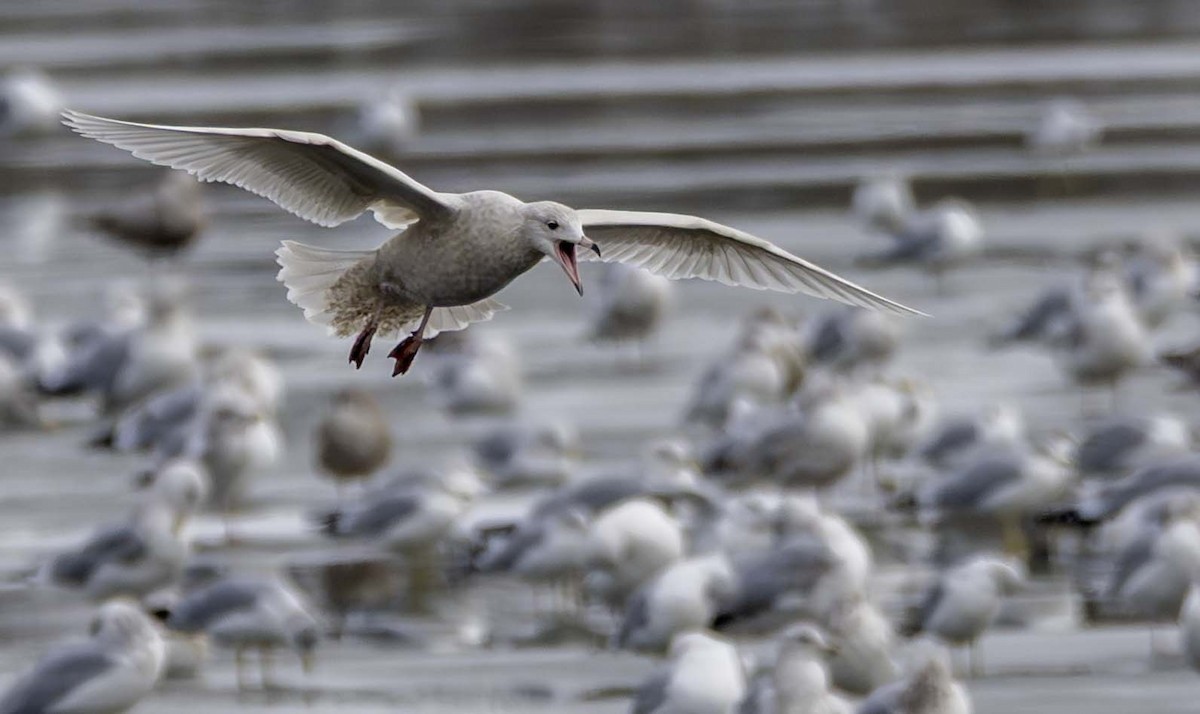 Gavión Hiperbóreo - ML647101269