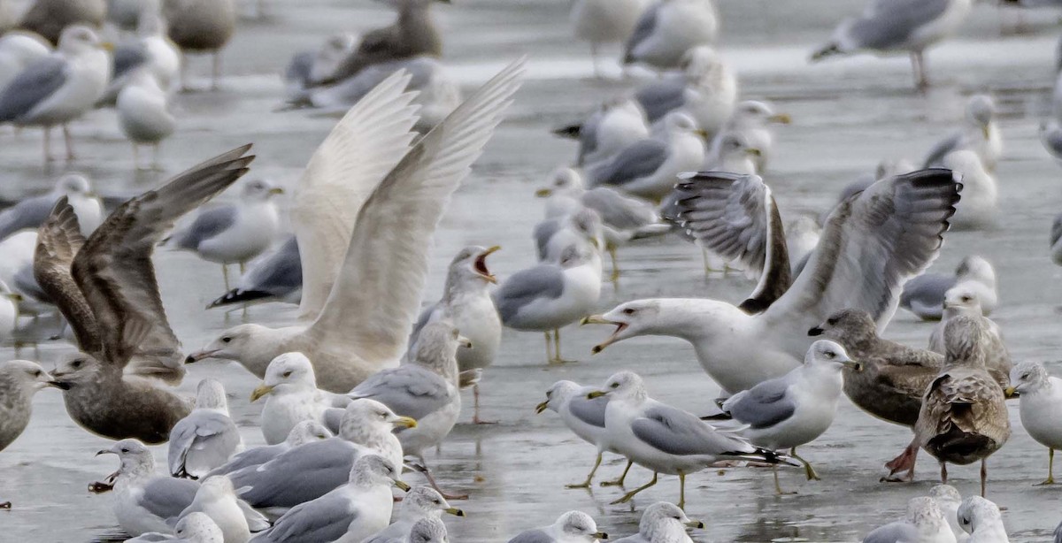 Gavión Hiperbóreo - ML647101270