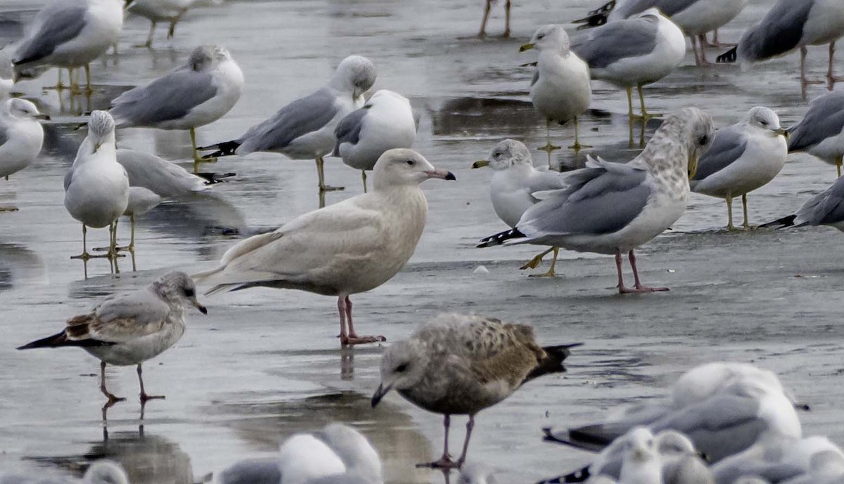 Gavión Hiperbóreo - ML647101271