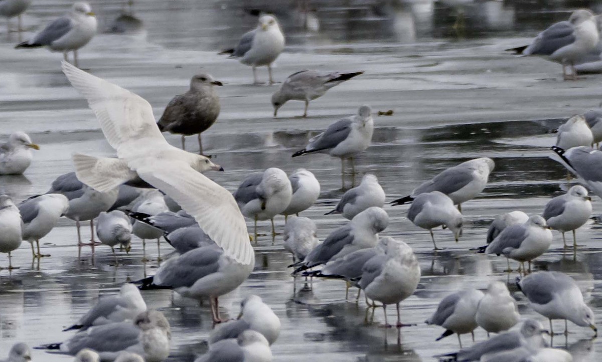 Gavión Hiperbóreo - ML647101272