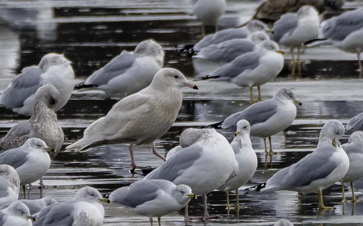 Gavión Hiperbóreo - ML647101273