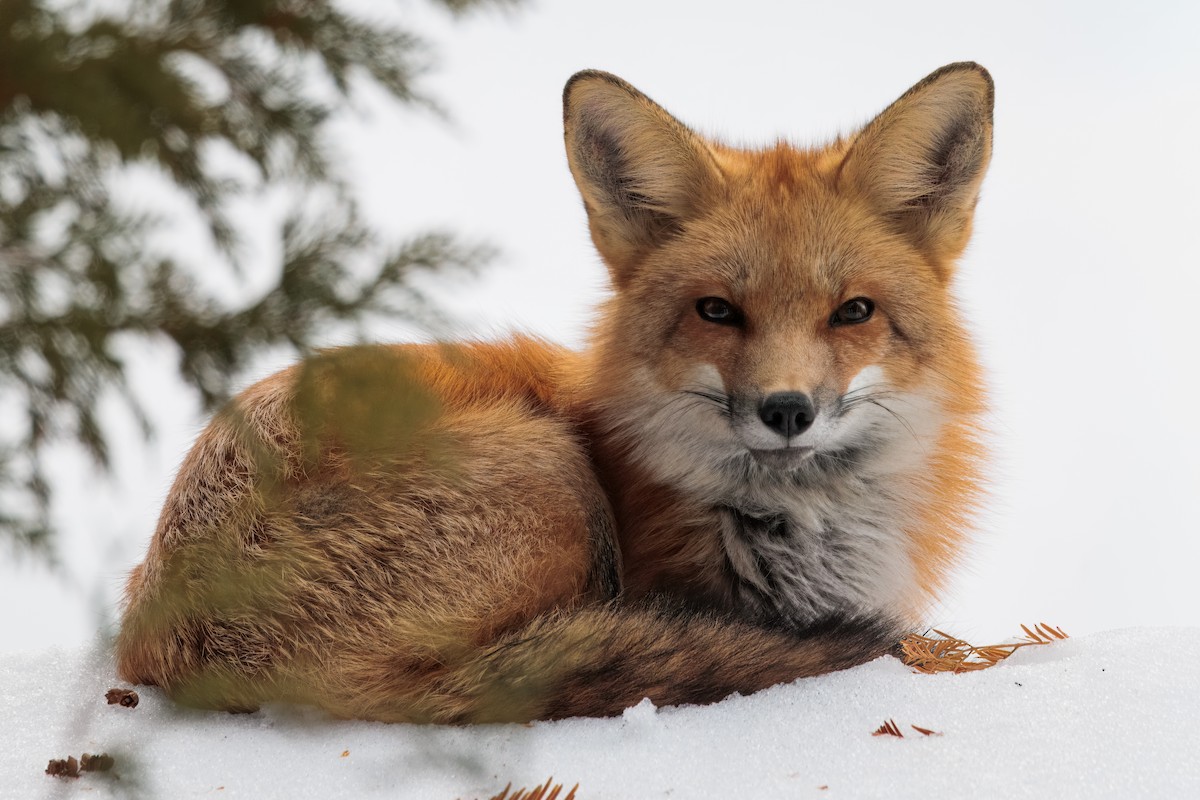 Eastern American Red Fox - ML647101274