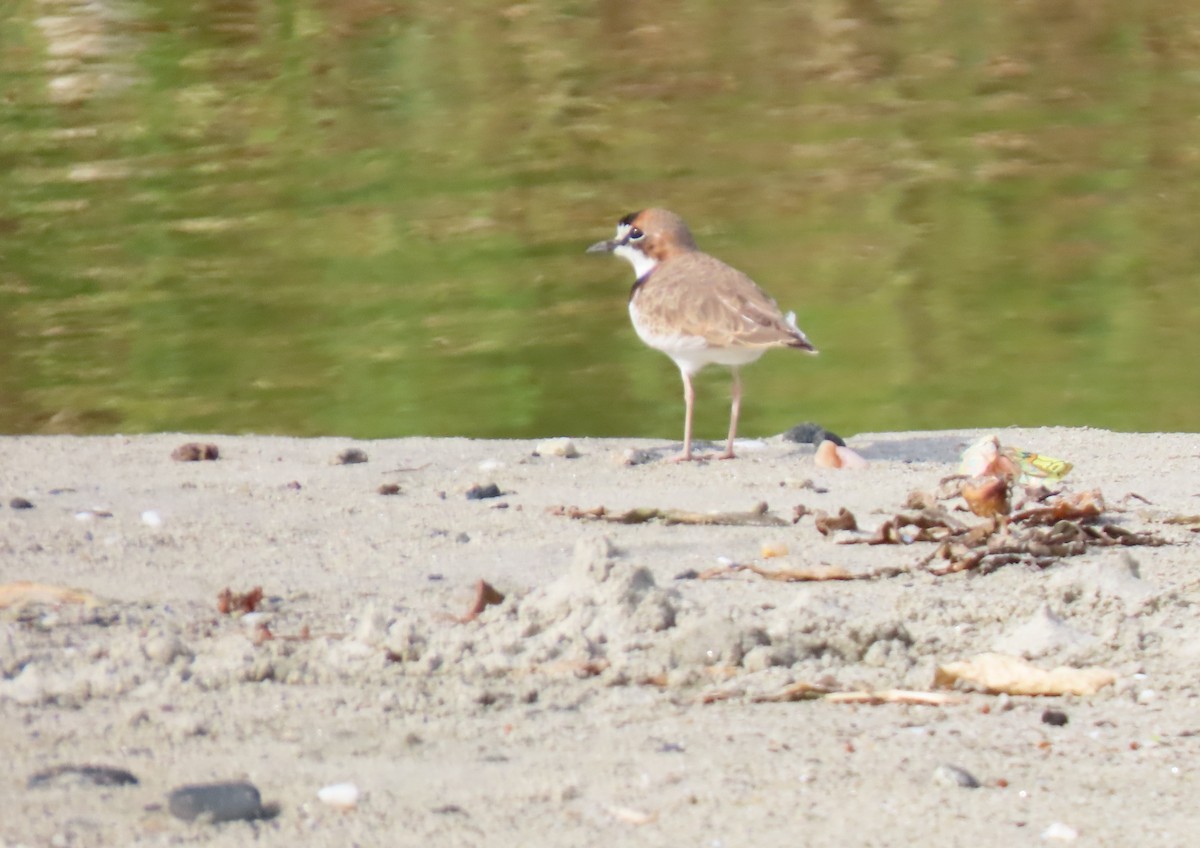 Collared Plover - ML647101277