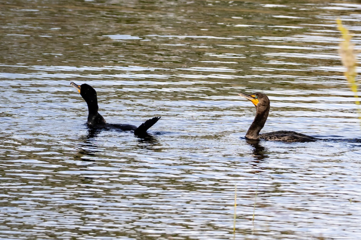 Double-crested Cormorant - ML647101278