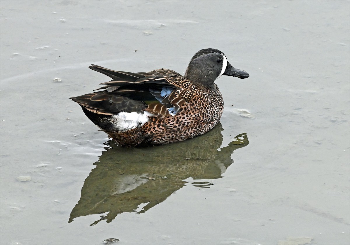 Blue-winged Teal - ML647101279
