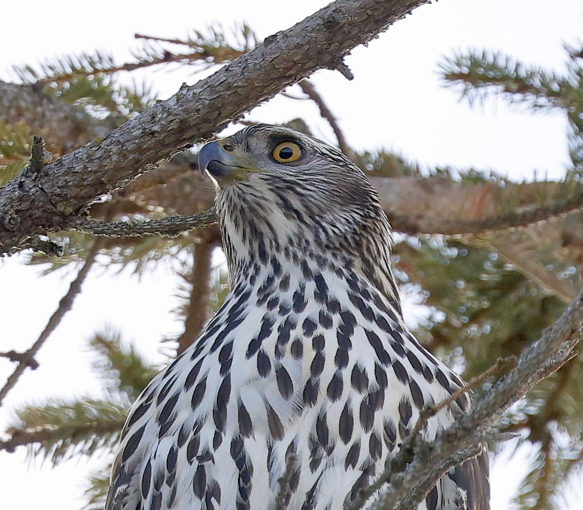 American Goshawk - ML647101285