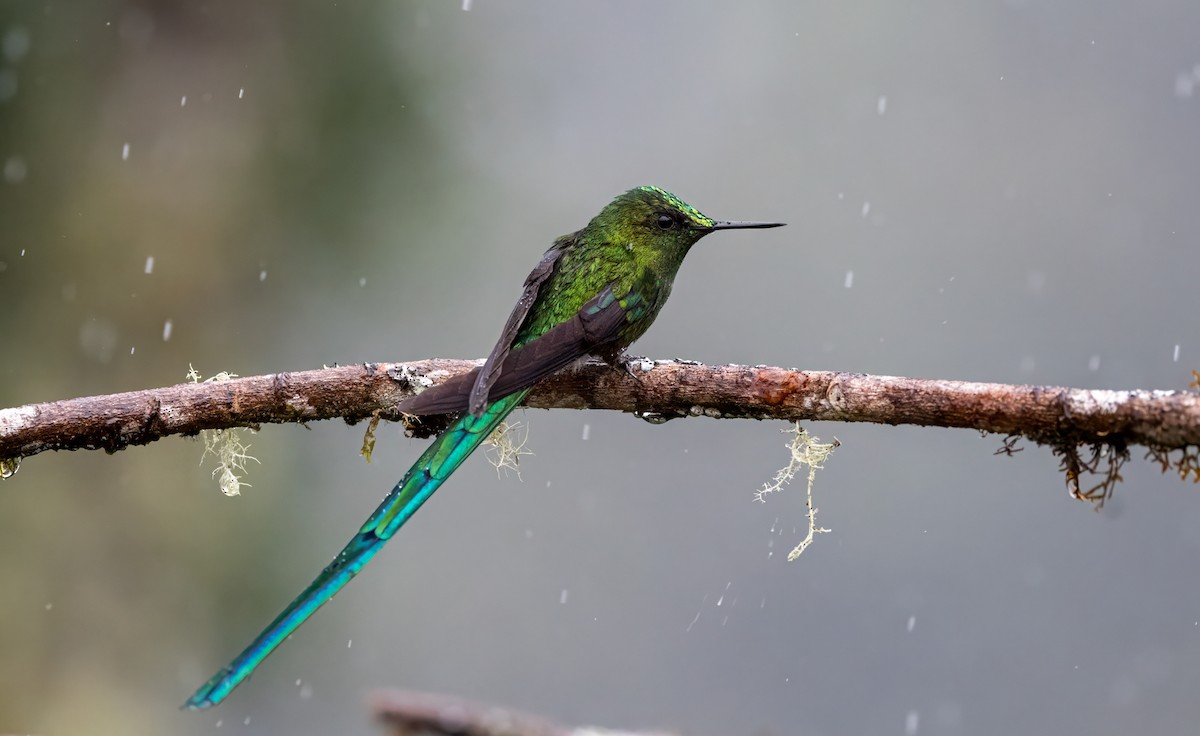 アオフタオハチドリ - ML647101292