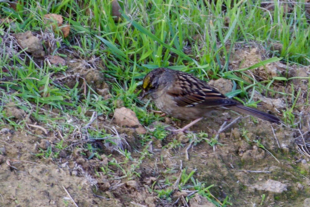 Golden-crowned Sparrow - ML647101296
