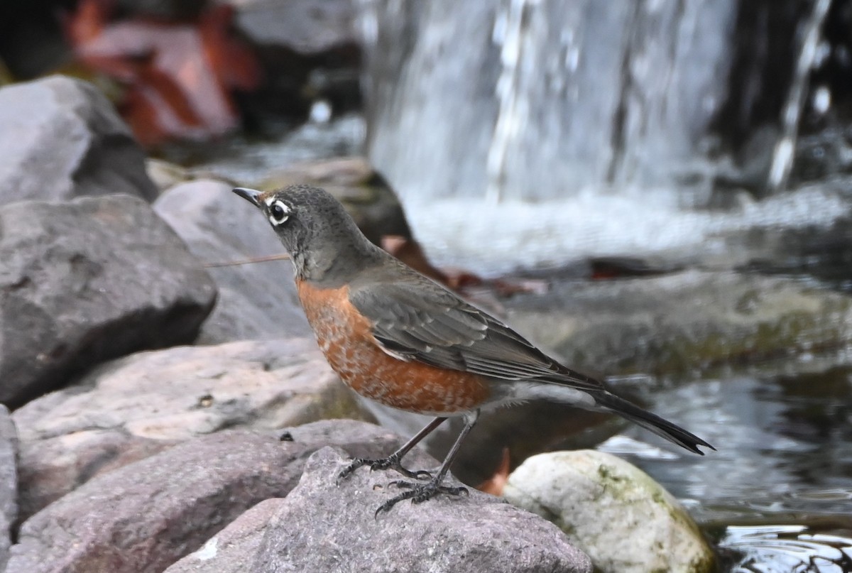 American Robin - ML647101297