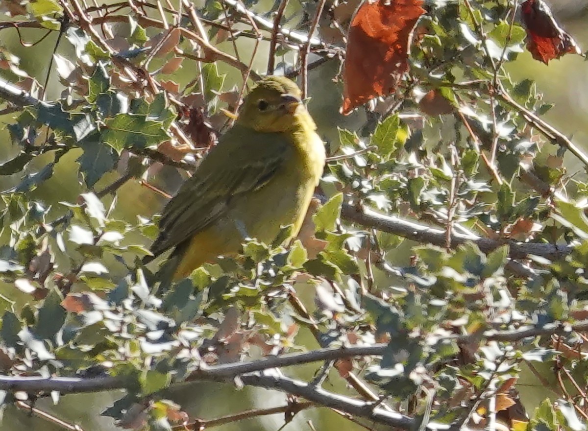 Summer Tanager - ML647101303
