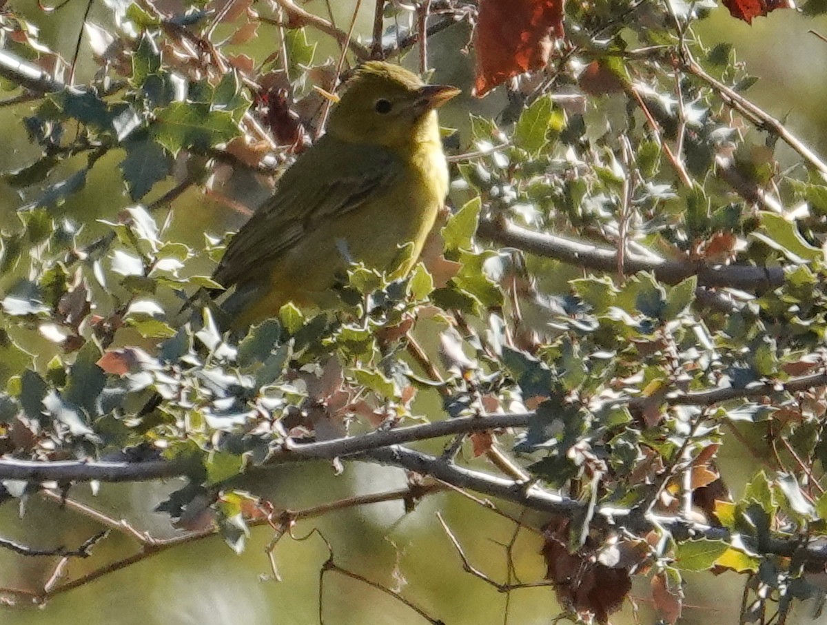 Summer Tanager - ML647101304
