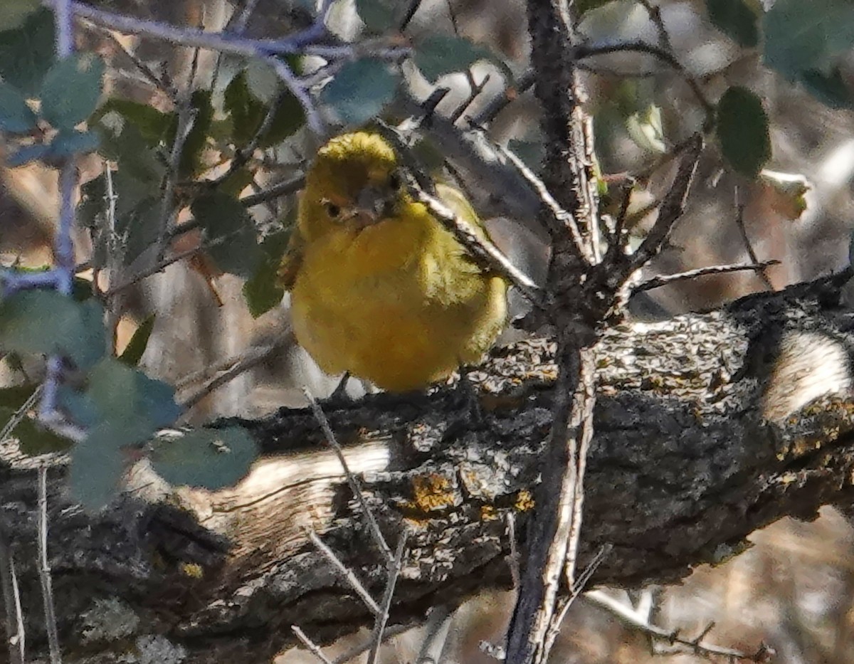 Summer Tanager - ML647101305