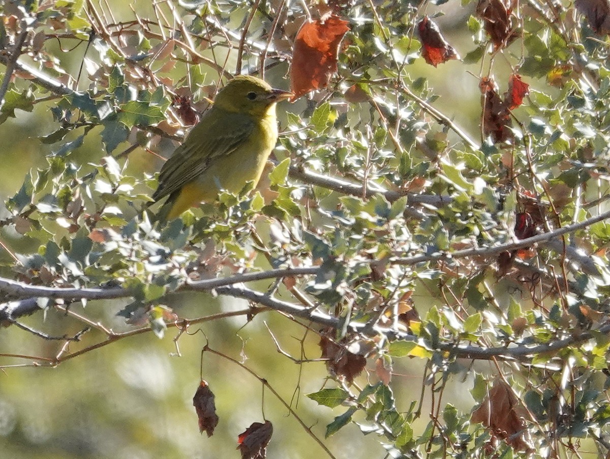 Summer Tanager - ML647101306