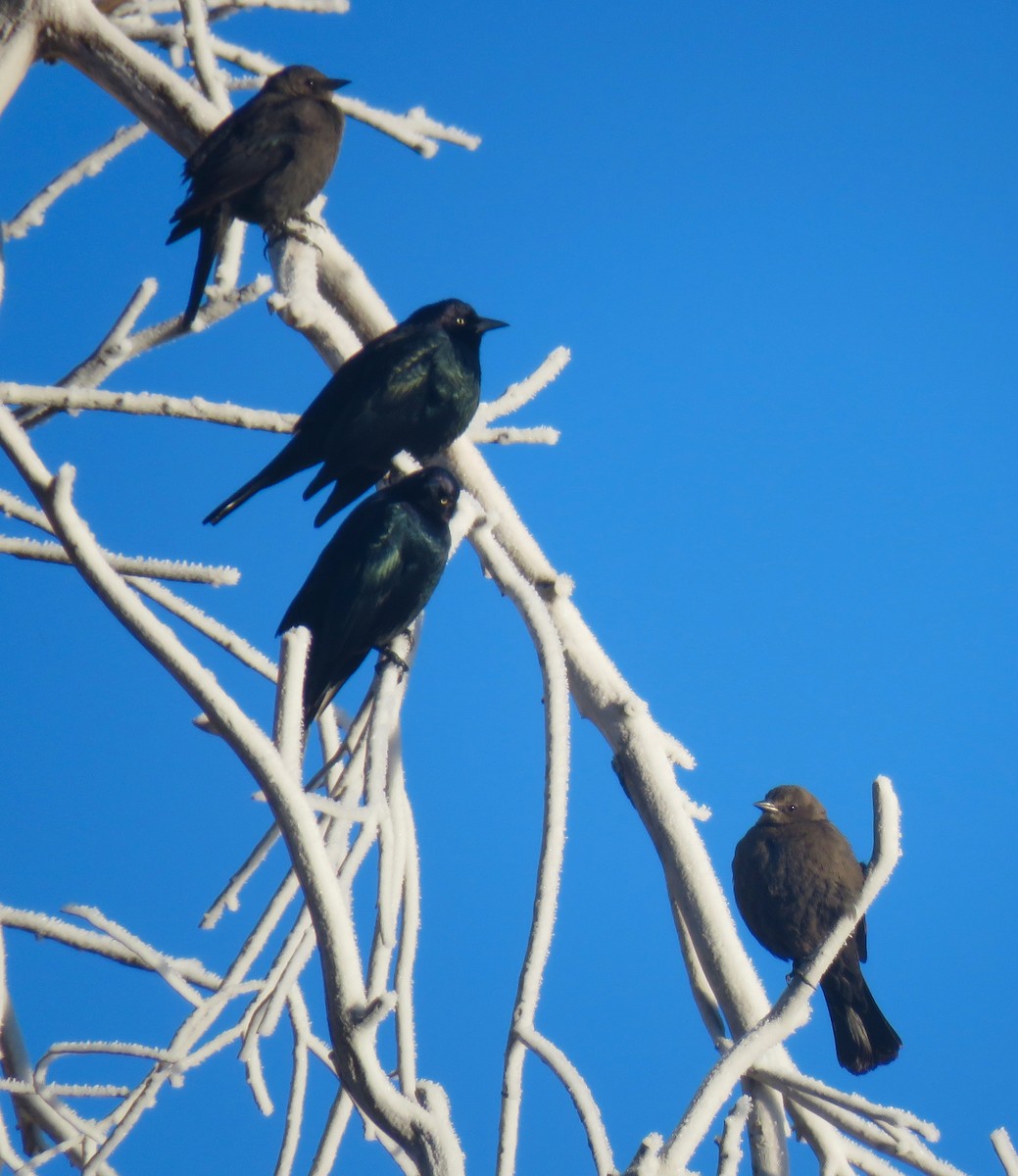 Brewer Karatavuğu - ML647101308