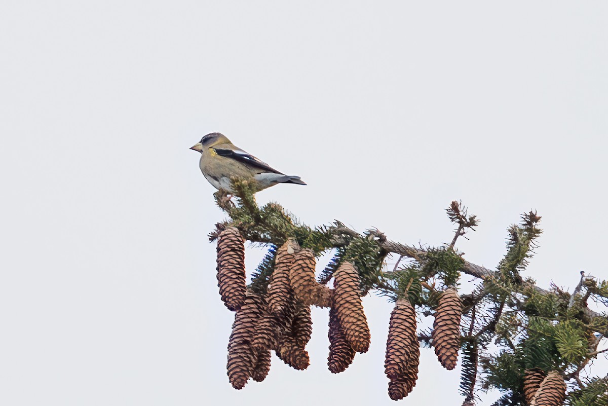 Evening Grosbeak - ML647101309