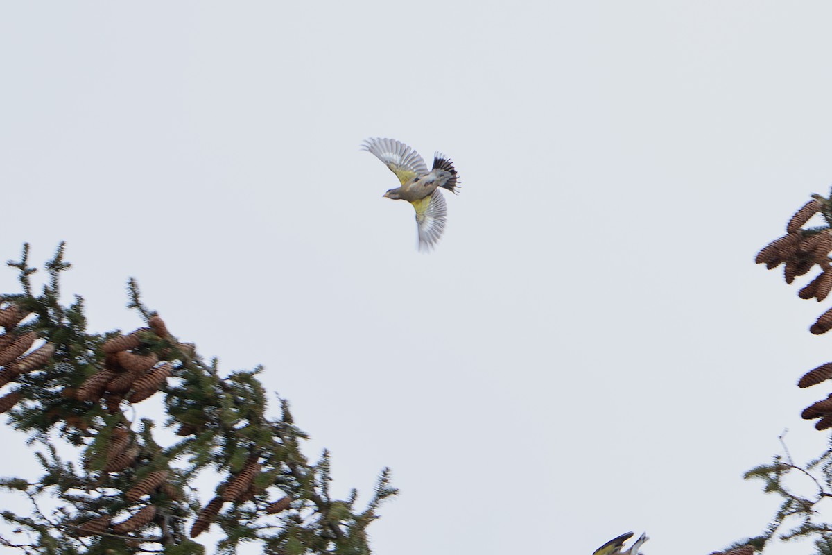 Evening Grosbeak - ML647101310
