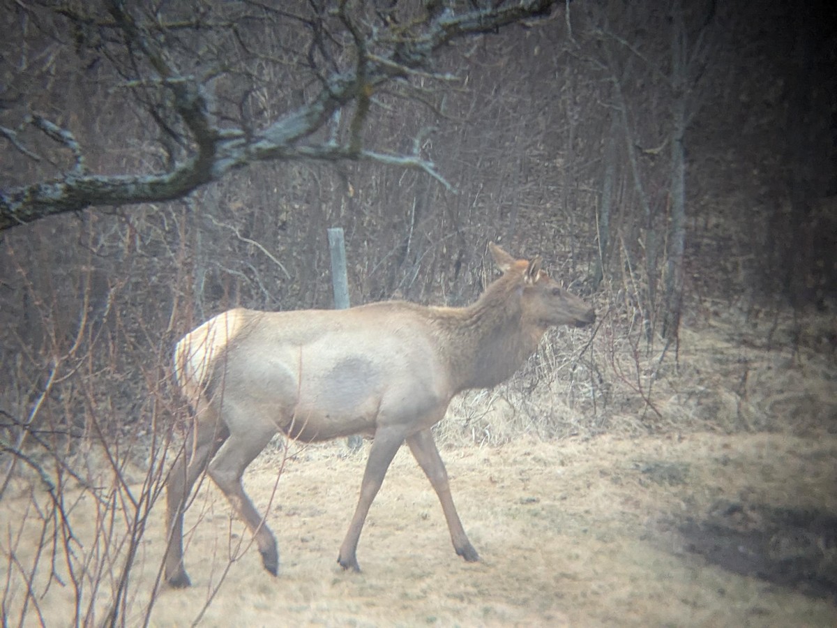 American Elk - ML647101312