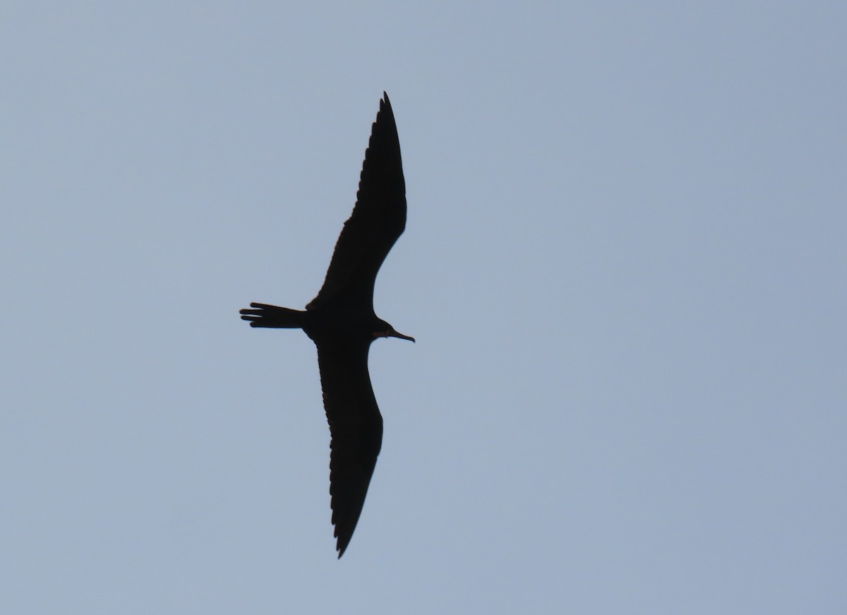 Magnificent Frigatebird - ML647101313