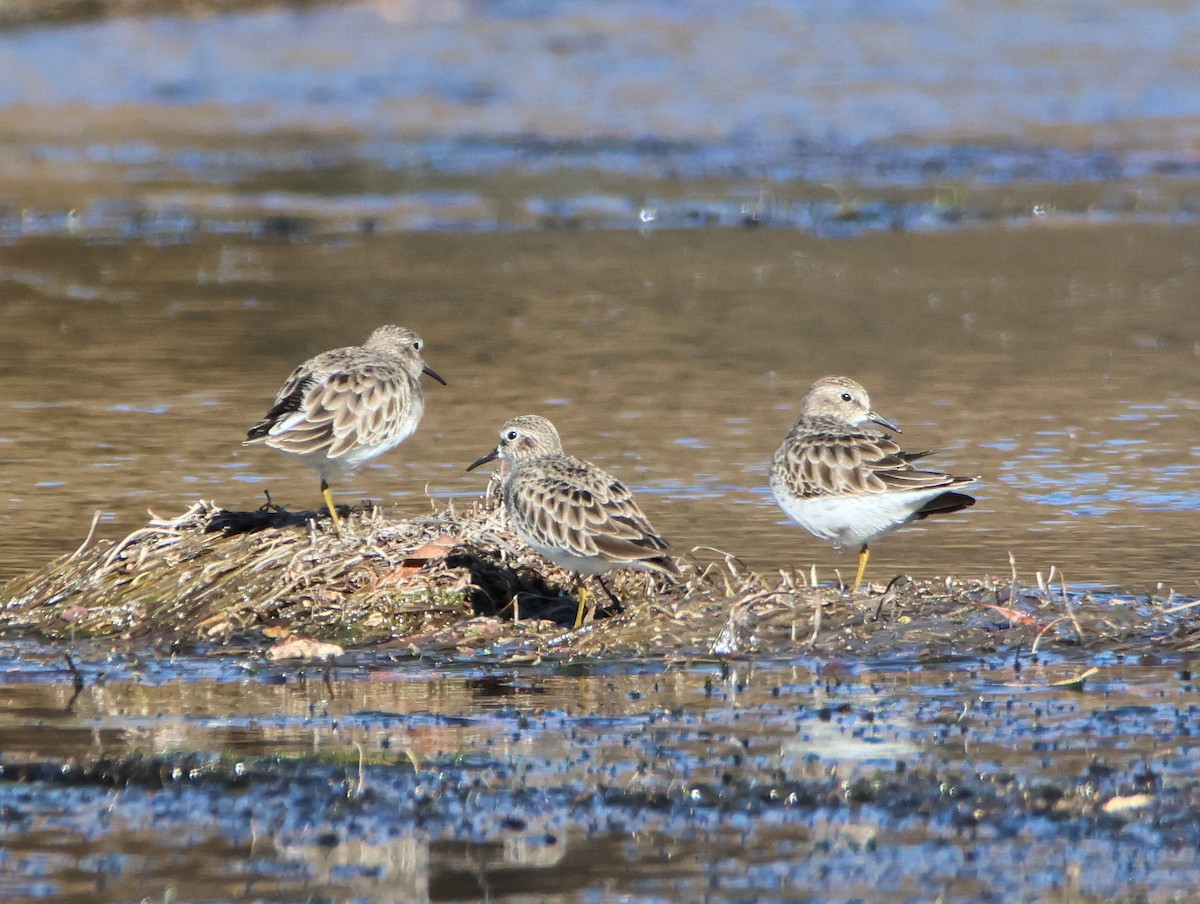 Least Sandpiper - ML647101316