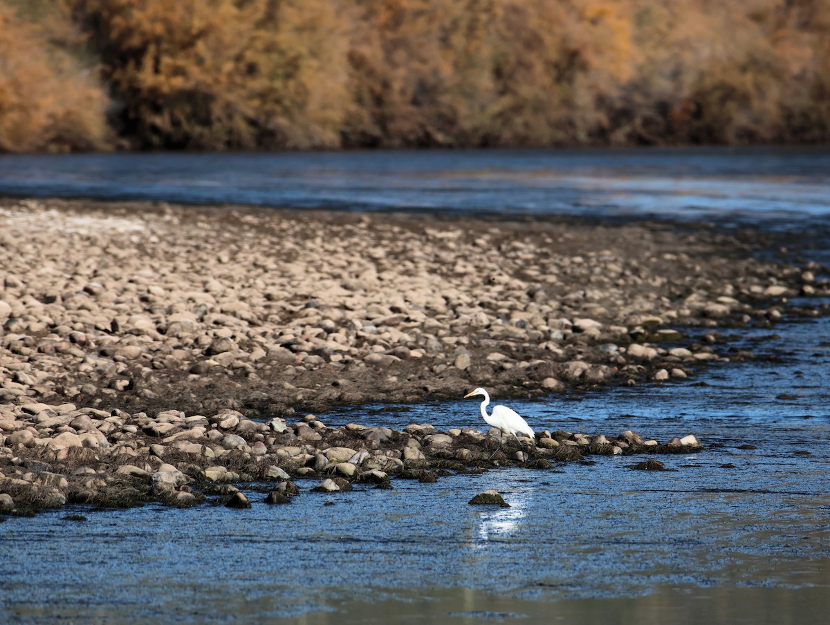 大白鷺 - ML647101317