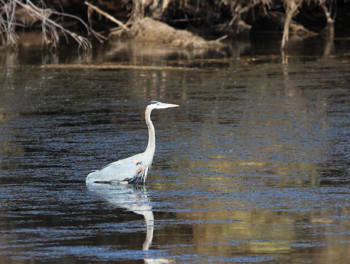 Great Blue Heron - ML647101323